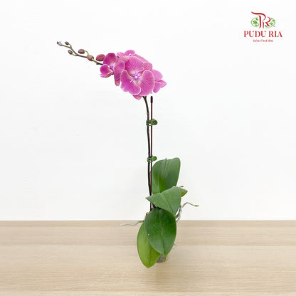 Phalaenopsis Orchid Purple Big Single Stem #3