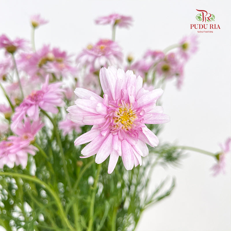 Aster