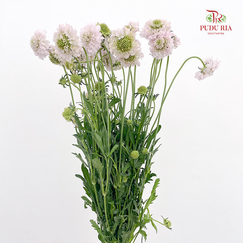 Scabiosa Pink 蓝盆花 - (Per Bundle)