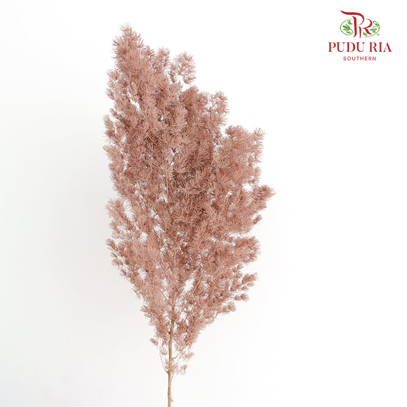 Preservative Asparagus Fern Brown