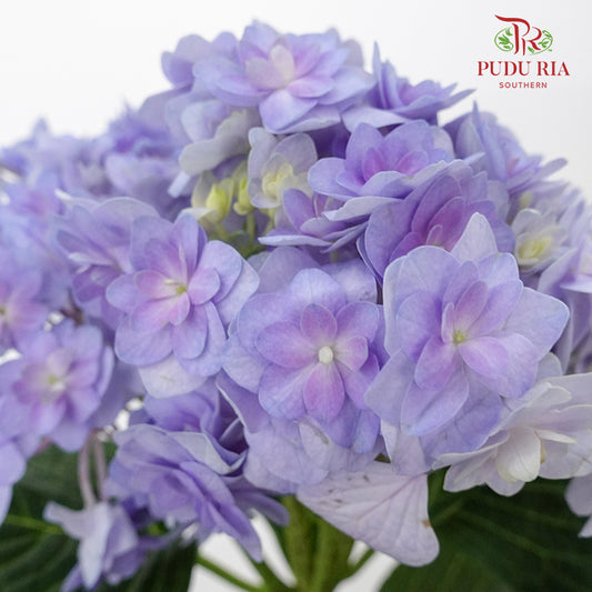 Hydrangea Multi Petals Purple / Per Stem - Pudu Ria Florist Southern