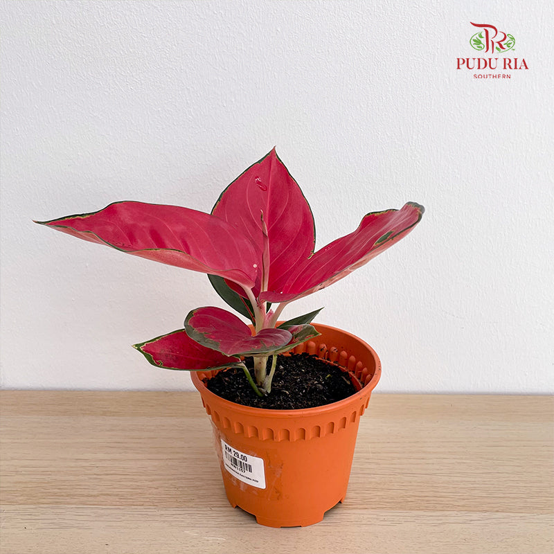 Aglaonema Eastern Red