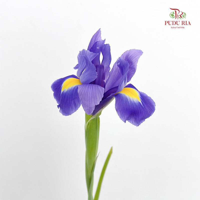 Iris Purple - ( 5 Stems)