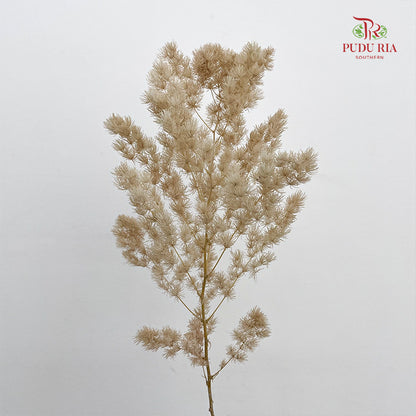 Preservative Asparagus Fern Nude