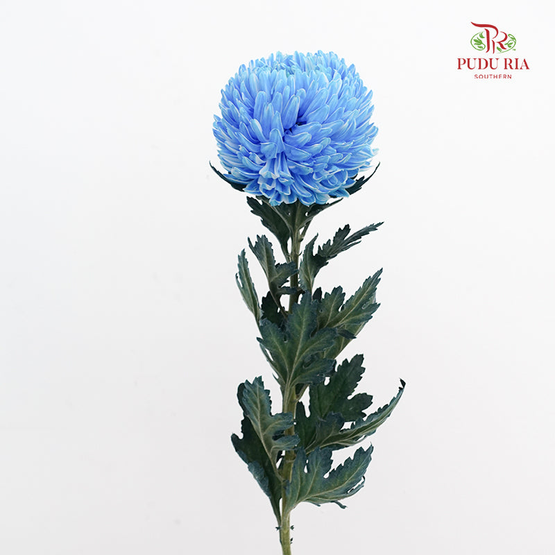 Peony Chrysanthemum Dyed Blue 牡丹菊 - (5 Stems)