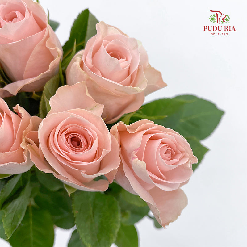 Rose Pomarosa - (8-10 Stems)