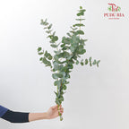 Eucalyptus Cinerea 银叶尤加利 - (2-3 Stems)
