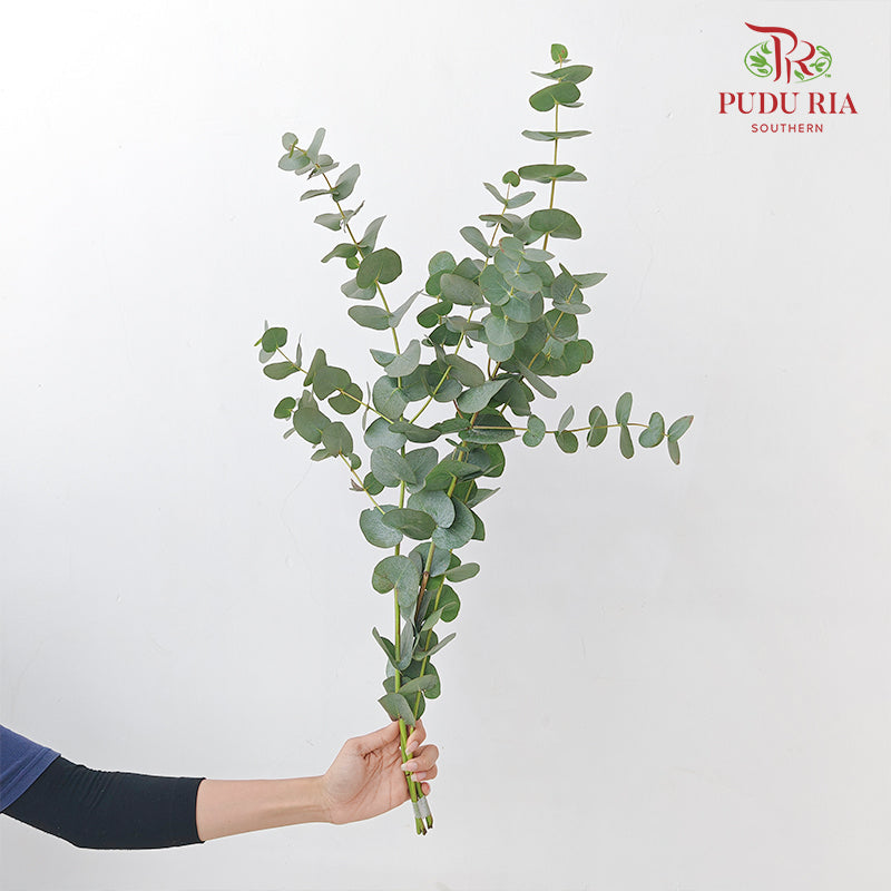 Eucalyptus Cinerea 银叶尤加利 - (2-3 Stems)