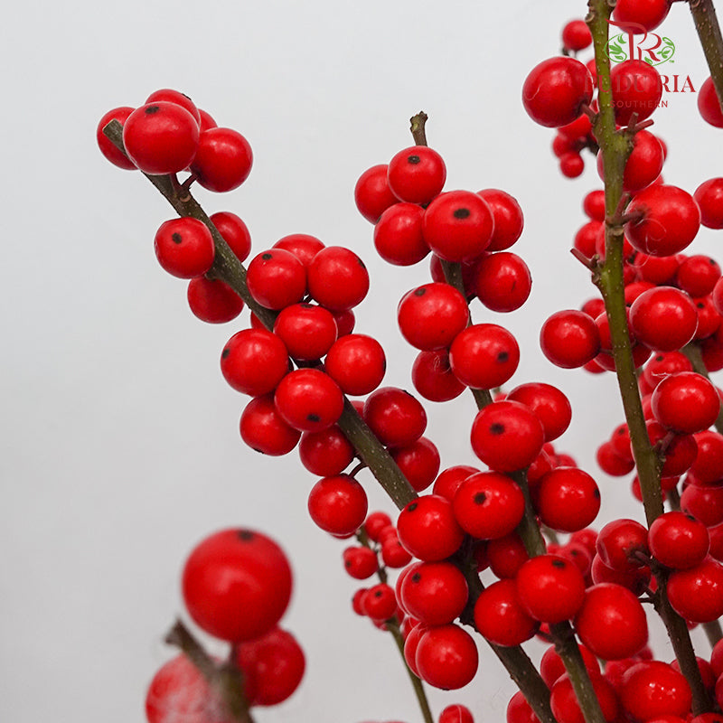 Ilex Purpurea Hassk Red - (5 Stems)