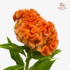 Celosia Orange 鸡冠花 - (5 Stems)