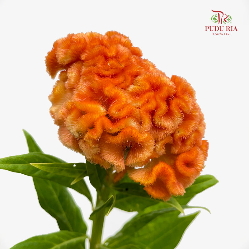 Celosia Orange 鸡冠花 - (5 Stems)