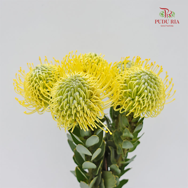 Leucospermum Yellow - (5 Stems)