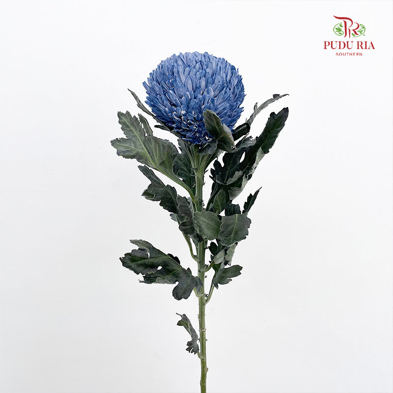 Peony Chrysanthemum Dyed Slate Blue - (5 Stems)