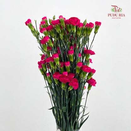 Carnation Spray Hot Pink - (18-20 Stems)
