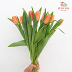 Tulip Curly Orange 流苏郁金香 - (8-10 Stems)