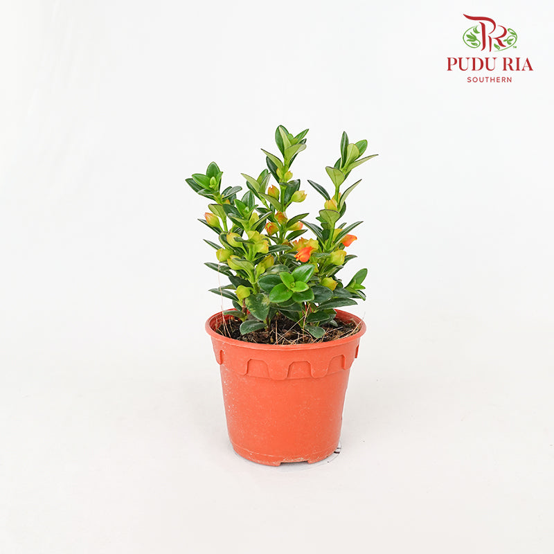 Nematanthus