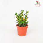 Nematanthus