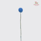 Dry Craspedia Bleached - Blue