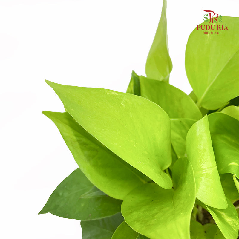 Epipremnum Aureum Neon