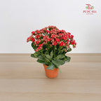 Kalanchoe Mixed (M)