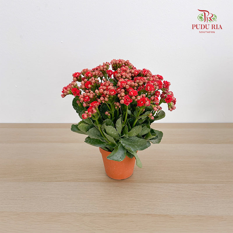 Kalanchoe Mixed (M)