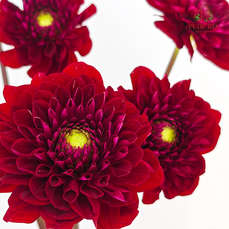 Dahlia Hybrida Red Run 红色奔跑大理花 - (5 Stems)