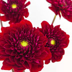 Dahlia Hybrida Red Run 红色奔跑大理花 - (5 Stems)