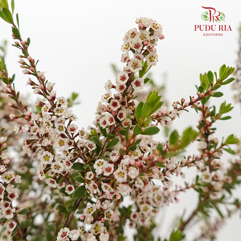 Snow Plum White - Pudu Ria Florist Southern