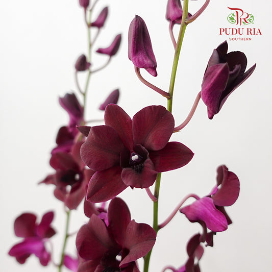Dendrobium Orchid Dark Purple - 5 Stems (XL)