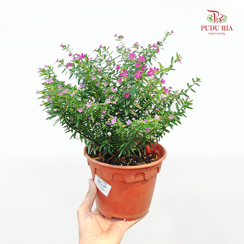 Cuphea Hyssopifolia - Pink