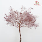 Dry Dream Grass Purple - Pudu Ria Florist Southern