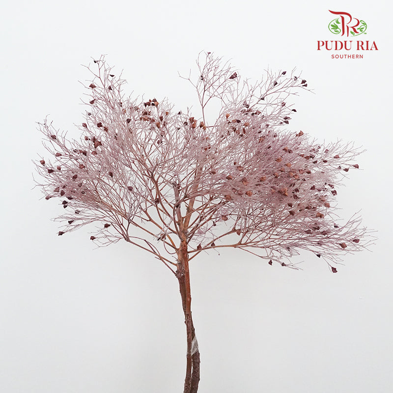 Dry Dream Grass Purple - Pudu Ria Florist Southern