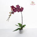 Phalaenopsis Orchid Purple Spot Yellow Big Single Stem #2