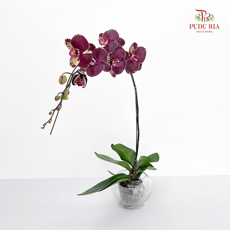 Phalaenopsis Orchid Purple Spot Yellow Big Single Stem #2