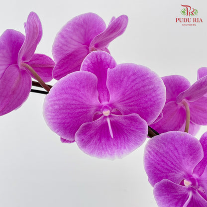 Phalaenopsis Orchid Light Purple Single Big