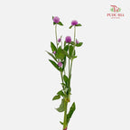Gomphrena Strawberry Purple - (Per Bundle)