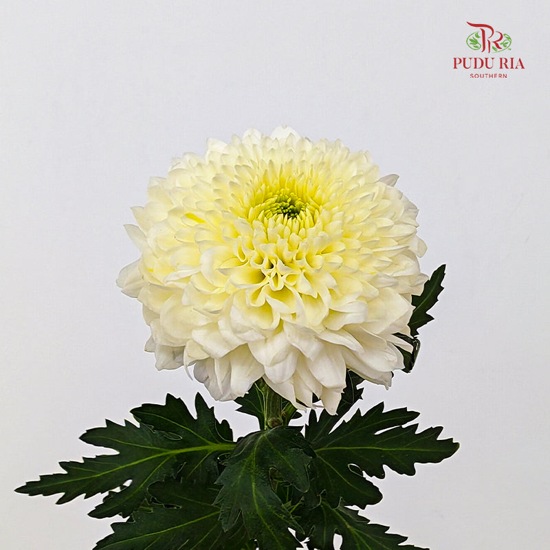 Chrysanthemum Ping Pong Light Yellow - (10-12 Stems)