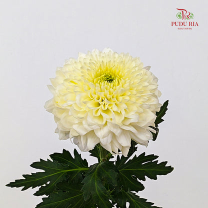Chrysanthemum Ping Pong Light Yellow - (10-12 Stems)