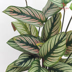Calathea Majesrica White P120