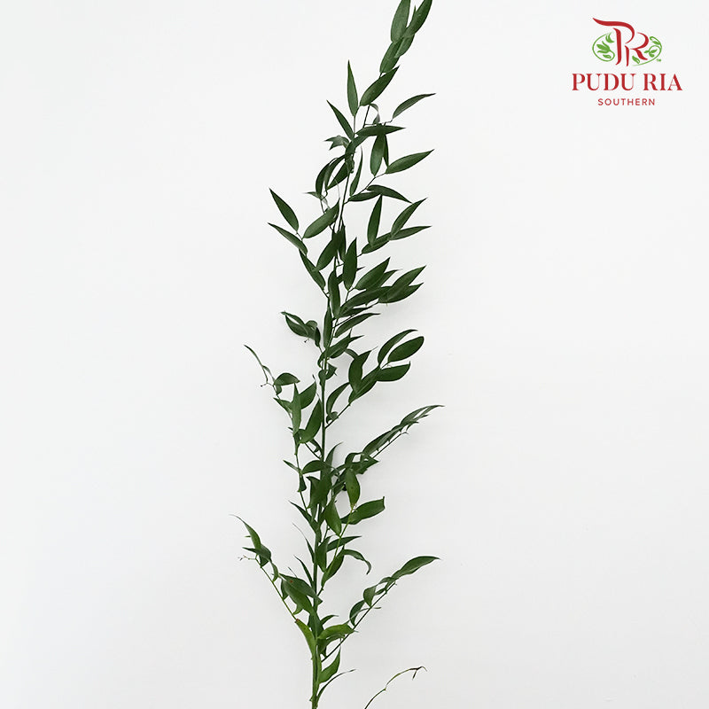 Italy Ruscus - Pudu Ria Florist Southern