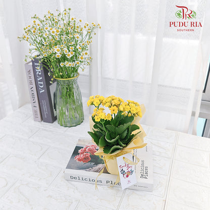 Special Deals Teacher's Day Kalanchoe Plant Arrangement (Random Colour)