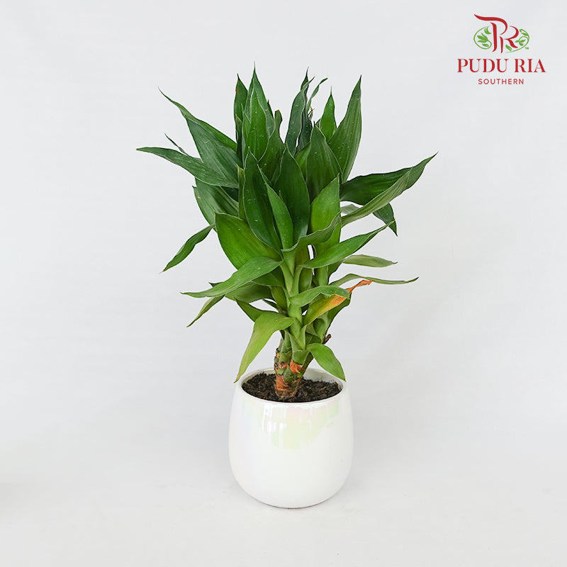 CNY Potted Plant Arrangement 2024#33