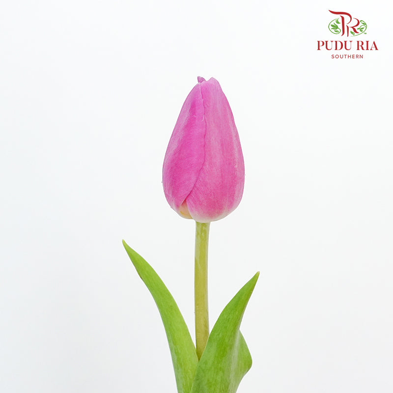 Tulip Magenta (8-9 Stems) - Pudu Ria Florist Southern