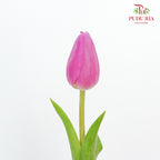 Tulip Magenta (8-9 Stems) - Pudu Ria Florist Southern