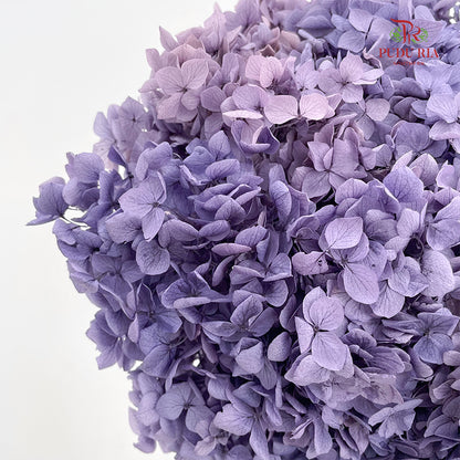 Preservative Hydrangea Dark Purple  -  Per Stem