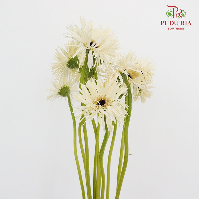 Gerbera Spider Mini - White - Pudu Ria Florist Southern