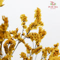 Dry Caspia - Yellow