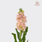 Matthiola Champagne - (10 Stems)