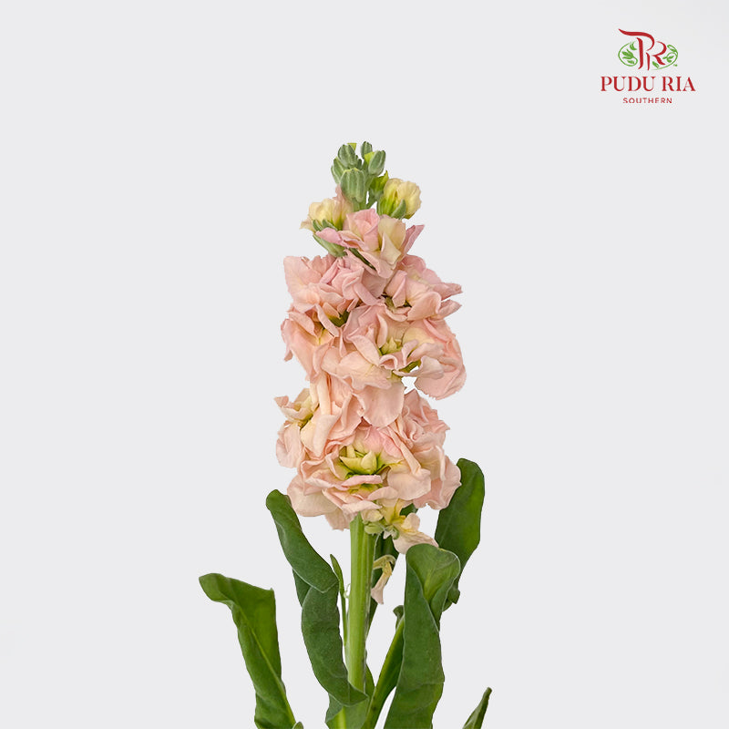 Matthiola Champagne - (10 Stems)