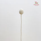Preservative Craspedia - White